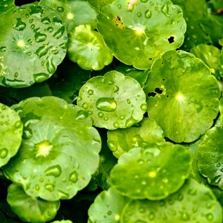 Centella asiatica