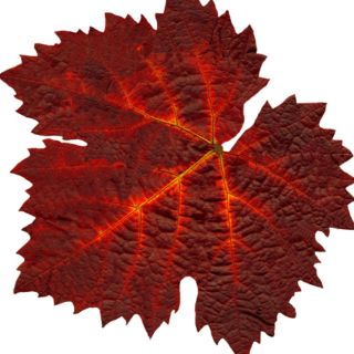 Vite rossa 